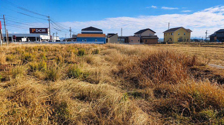 草刈り前:伸びきった草地
